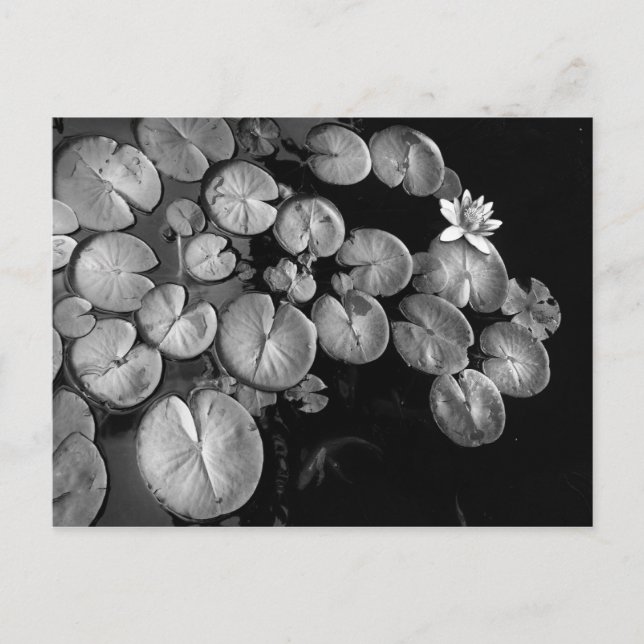 Wassergarten, Postkarten (Vorderseite)