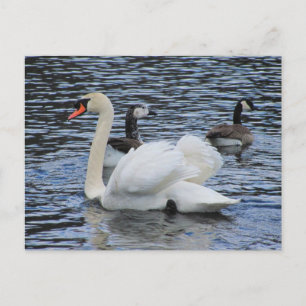 Wassergeflügel ~ Postkarte