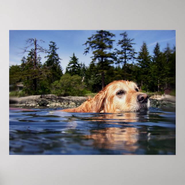 Wasserhund - Kunstdrucke Poster (Vorne)