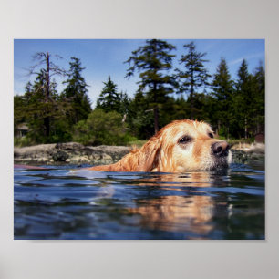 Wasserhund - Kunstdrucke Poster