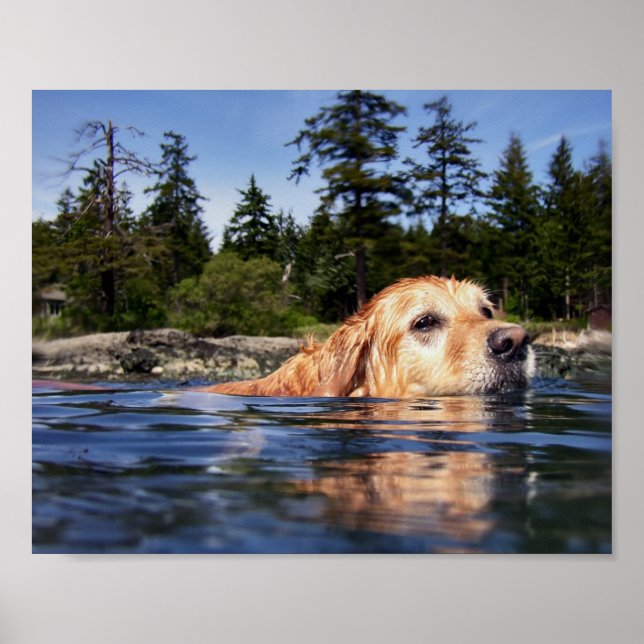 Wasserhund - Kunstdrucke Poster (Vorne)