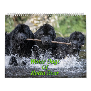 Wasserhunde aus Nottobar Kalender