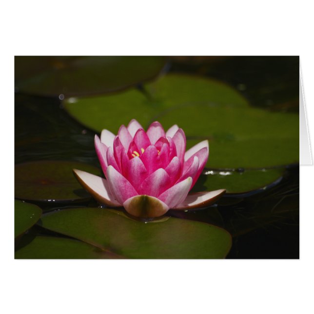 Wasserleinen und -polster (Vorderseite (Horizontal))