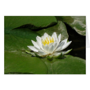 Wasserlilie