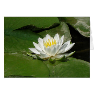 Wasserlilie