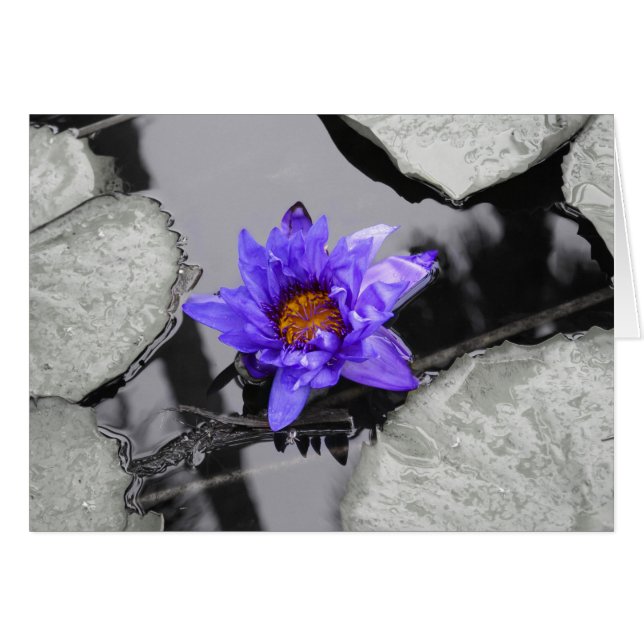 Wasserlilie (Vorderseite (Horizontal))