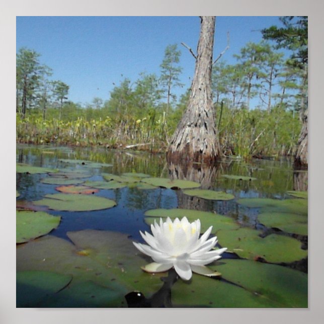 Wasserlilie 2 poster (Vorne)