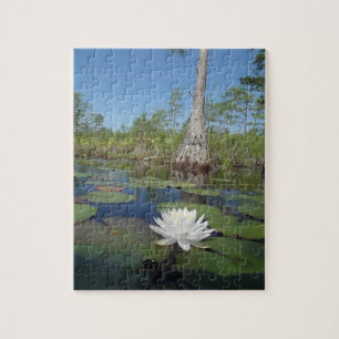 Wasserlilie 2 puzzle