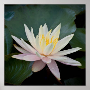 Wasserlilie Bangladesch Poster