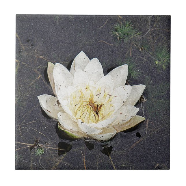 Wasserlilie Fliese (Vorderseite)
