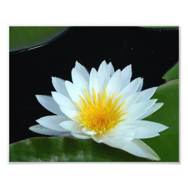 Wasserlilie Fotografie (Vorne)