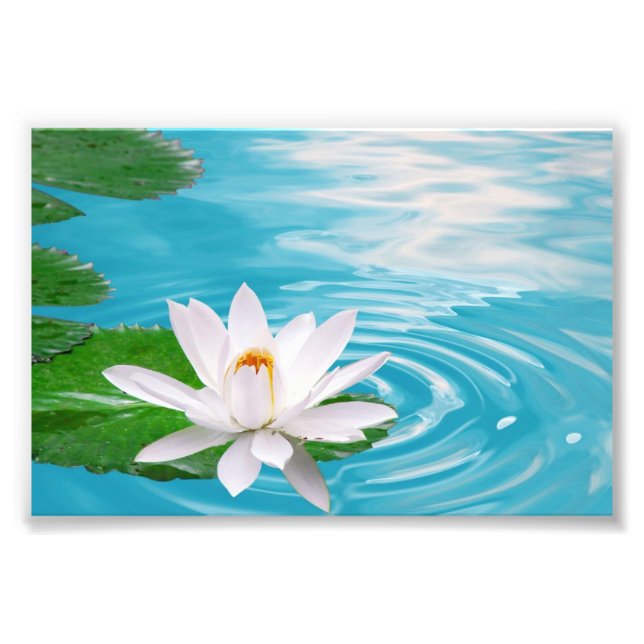 Wasserlilie Fotografie (Vorne)