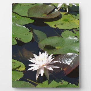 Wasserlilie Fotoplatte