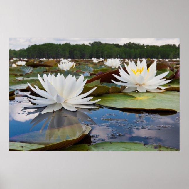 Wasserlilie Fragrande (Nymphaea Odorata) auf Caddo Poster (Vorne)