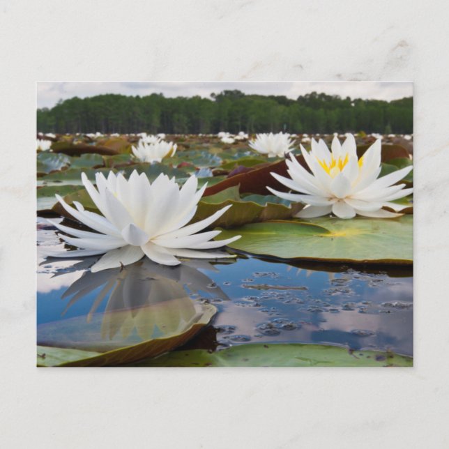 Wasserlilie Fragrande (Nymphaea Odorata) auf Caddo Postkarte (Vorderseite)