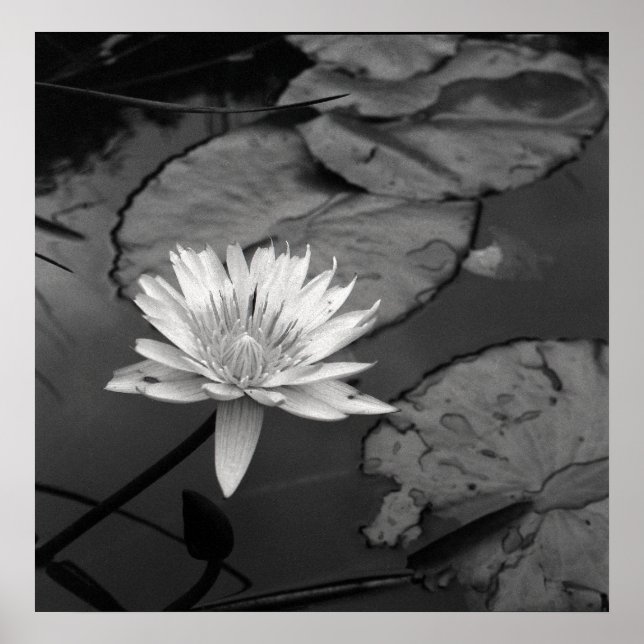 Wasserlilie in Blüte Poster (Vorne)
