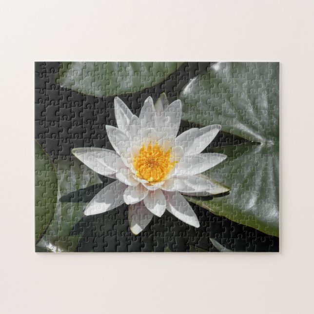 Wasserlilie Lotus Blume Schönes Foto Puzzle (Horizontal)