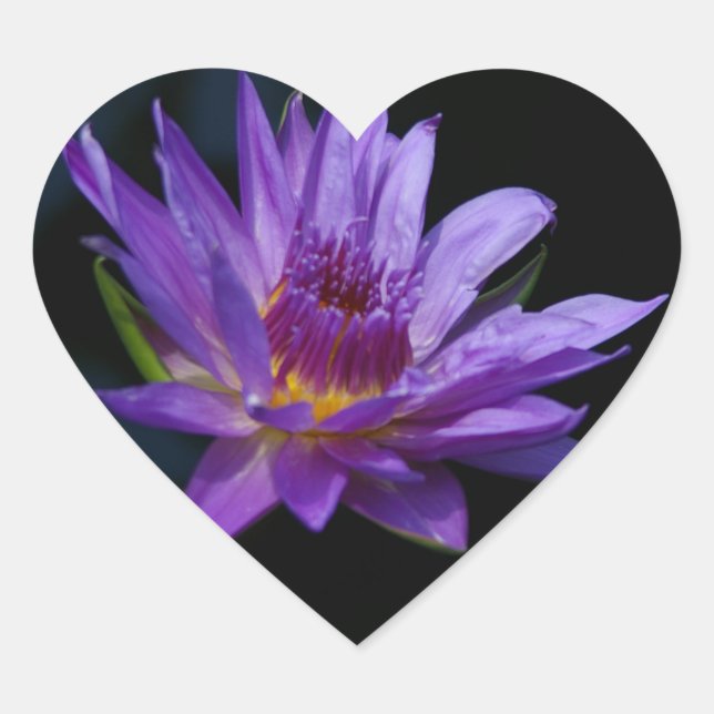 Wasserlilie Lotus Herz-Aufkleber (Vorderseite)