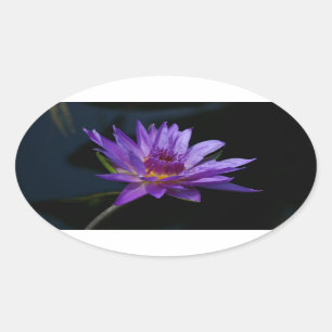 Wasserlilie Lotus Ovaler Aufkleber