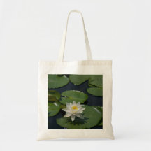 Wasserlilie Lotus