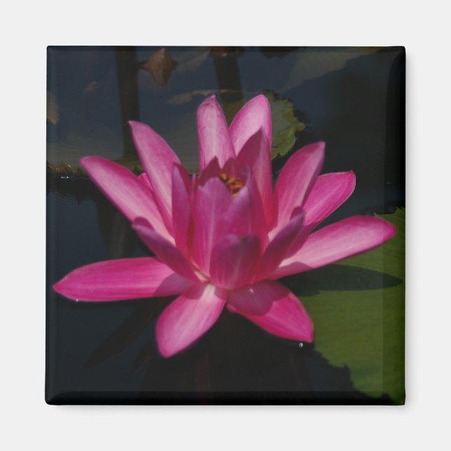 Wasserlilie-Magnet für hellrosa Lotus Magnet (Vorne)