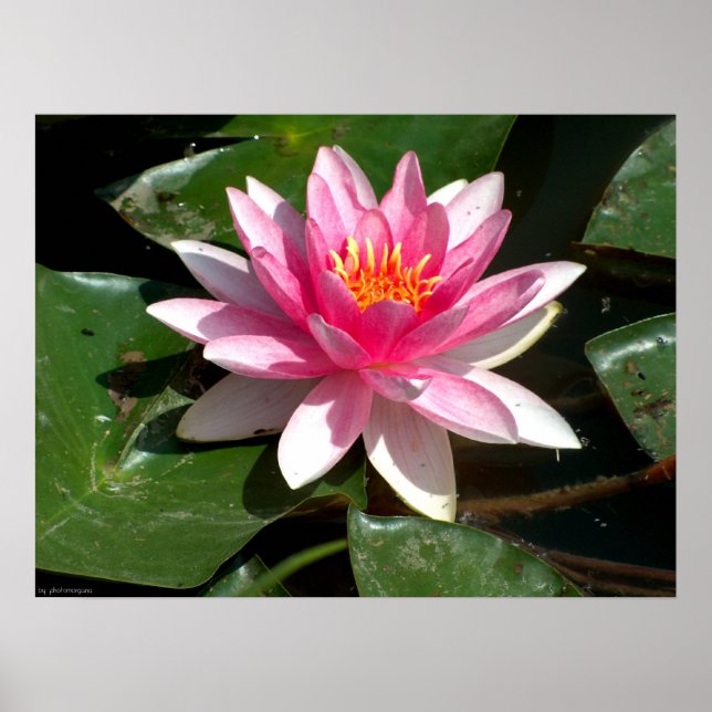 Wasserlilie Poster (Vorne)