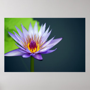 Wasserlilie Poster