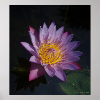 Wasserlilie Poster