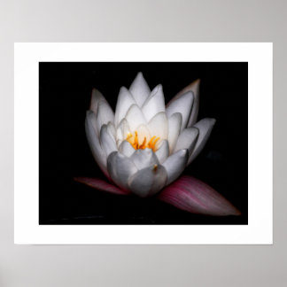 Wasserlilie Poster