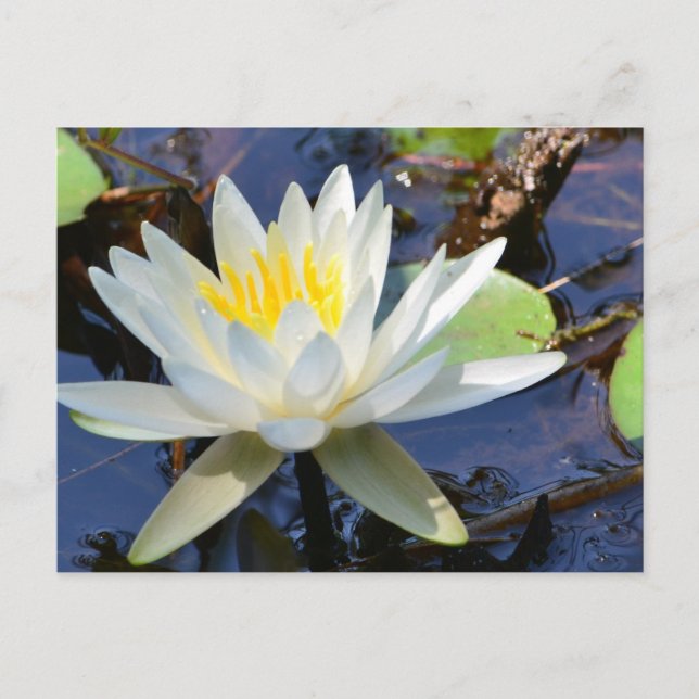 Wasserlilie Postkarte (Vorderseite)