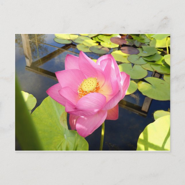 Wasserlilie Postkarte (Vorderseite)