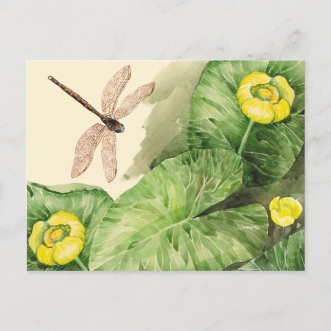 Wasserlilie Postkarte (Vorderseite)