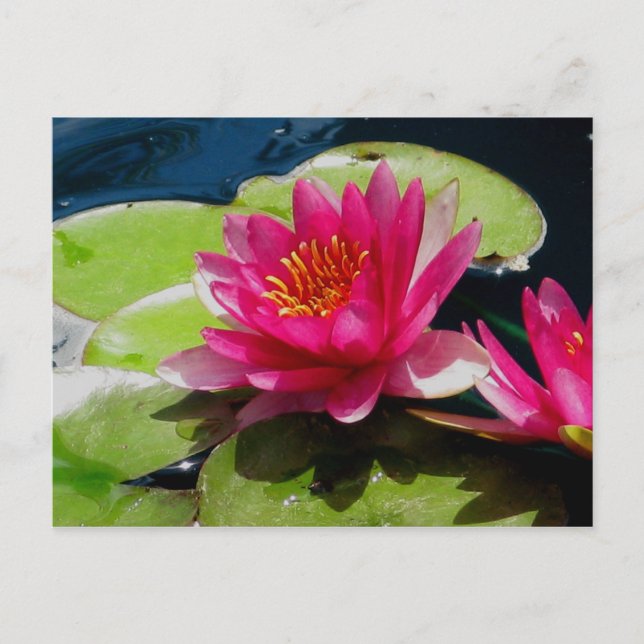 Wasserlilie Postkarte (Vorderseite)