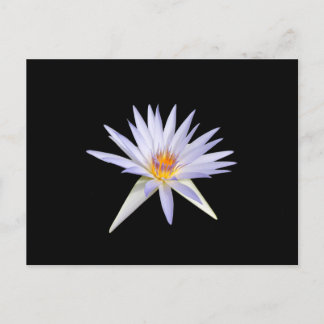Wasserlilie Postkarte