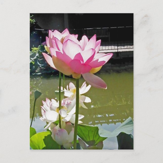 Wasserlilie Postkarte (Vorderseite)