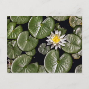Wasserlilie Postkarte