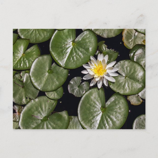 Wasserlilie Postkarte (Vorderseite)