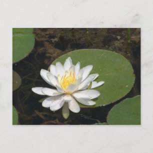 Wasserlilie Postkarte