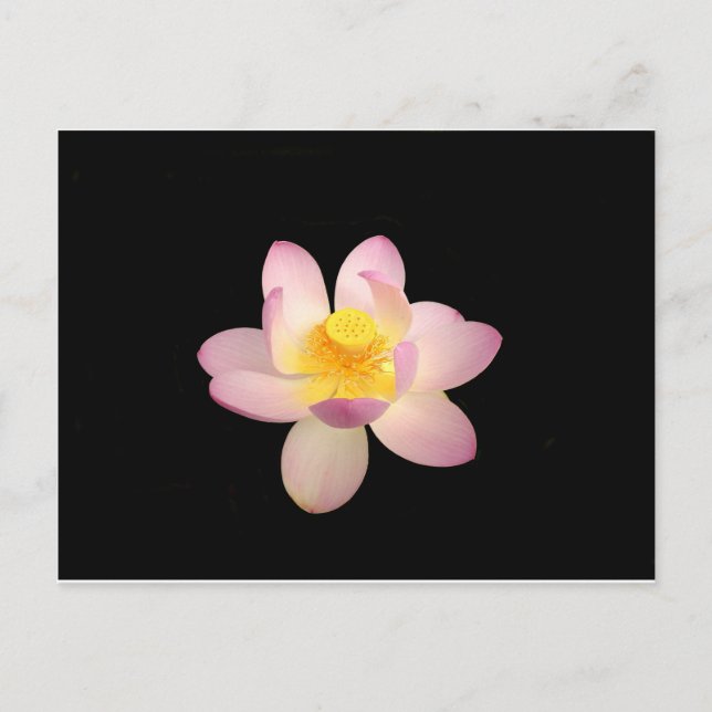 Wasserlilie Postkarte (Vorderseite)