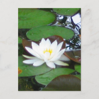 Wasserlilie Postkarte