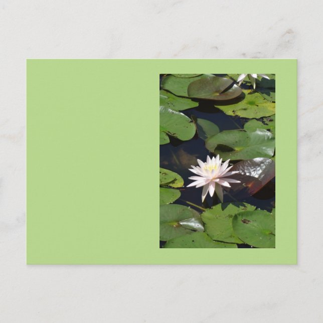 Wasserlilie Postkarte (Vorderseite)
