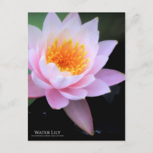 Wasserlilie:Postkarte Postkarte