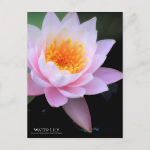 Wasserlilie:Postkarte Postkarte