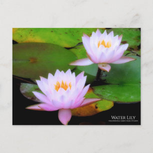 Wasserlilie:Postkarte Postkarte