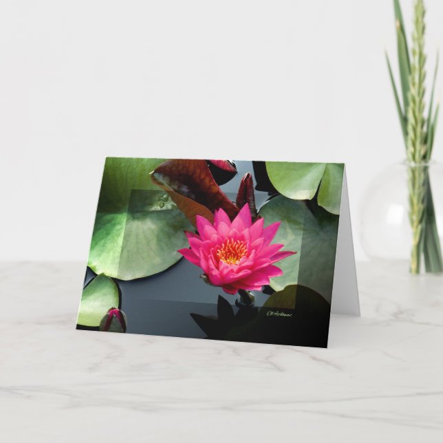 WASSERLILIE ROSE III KARTE (Vorderseite)