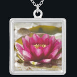 Wasserlilie Versilberte Kette<br><div class="desc">ImageID: 42-21052788/Peter Frank-/Corbis-/Wasserlilie/</div>