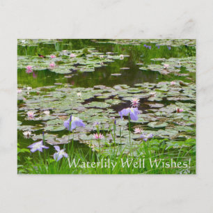 Wasserlilie wünscht sich! postkarte