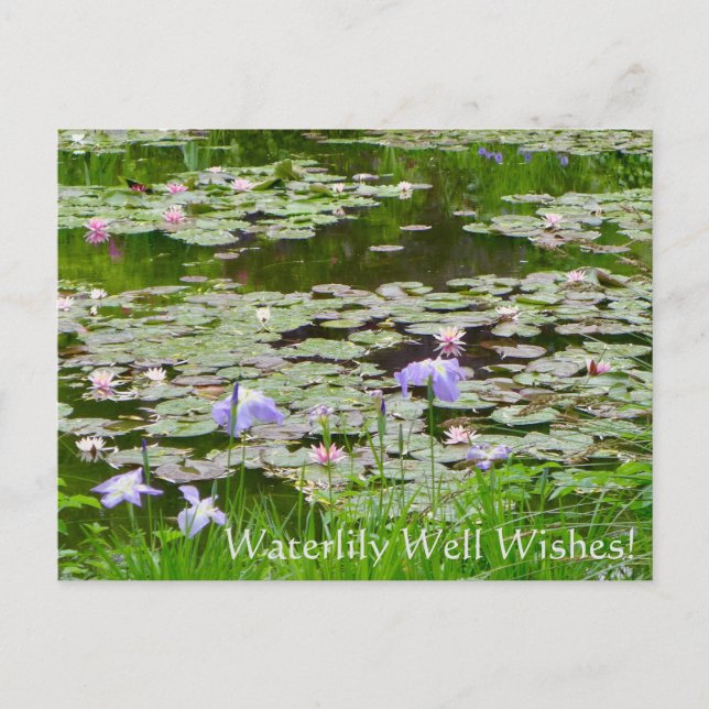 Wasserlilie wünscht sich! postkarte (Vorderseite)