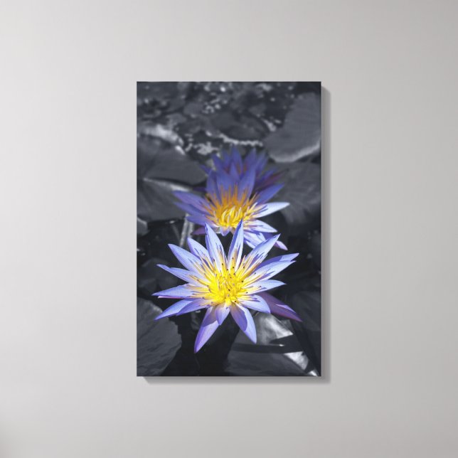 Wasserlilien gepackte Canvas Leinwanddruck (Vorderseite)