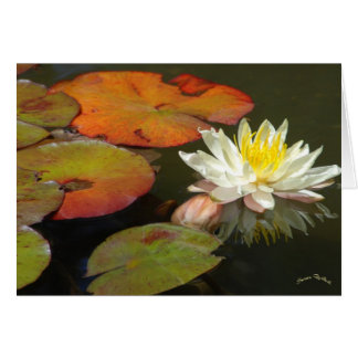 WASSERLILIEN I